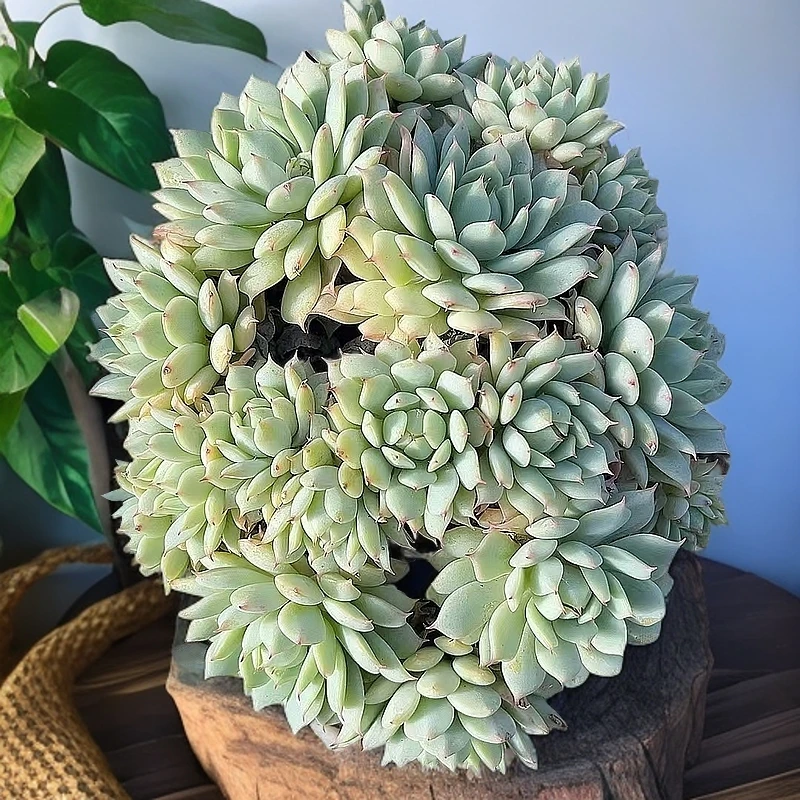 多头静夜     熊猫多肉  脱土发（满19邮）植物红色美观空气