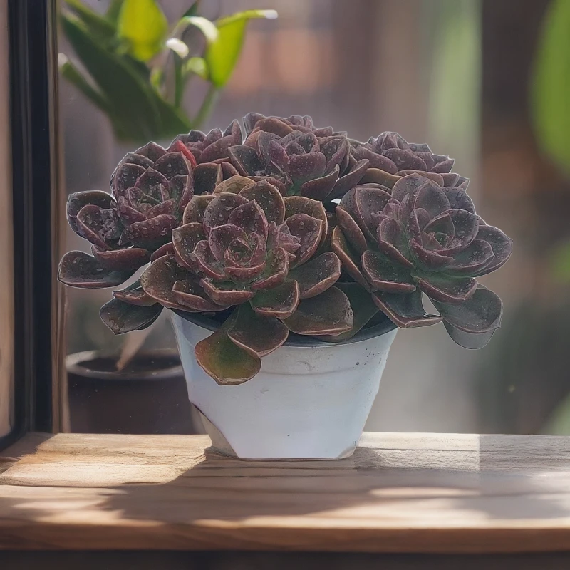 巧克力手捧 散装带盆土熊猫多肉（满19包邮）庭院美观净化空气