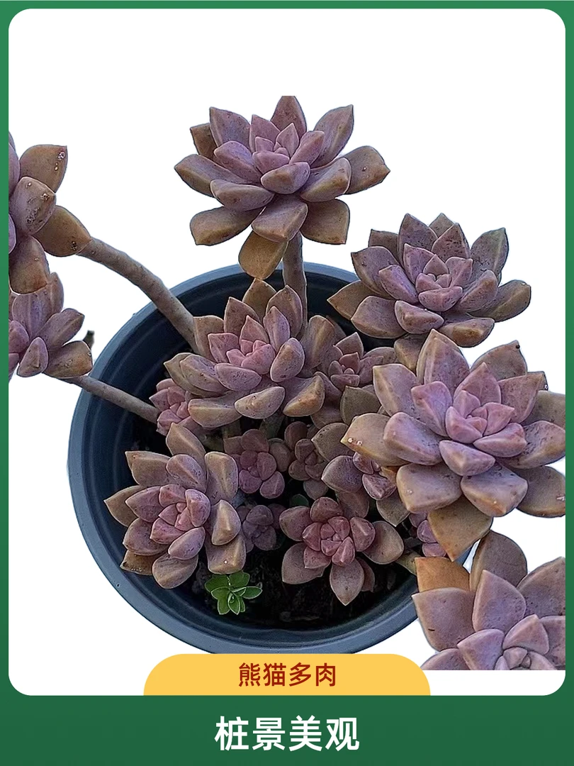 阿伦陪3盆   熊猫多肉（满19包邮）脱土发  庭院美观  净化空气