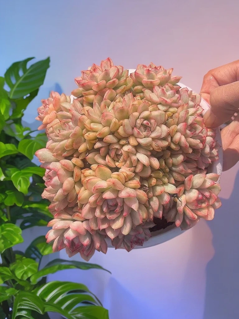 女雏锦  熊猫多肉（满19包邮）庭院美观  净化空气