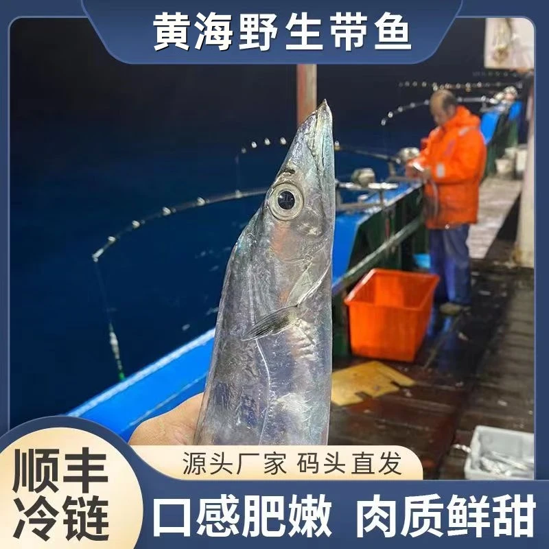 【大号钓带鱼】 5两/条 小眼油带鱼  新鲜肉紧骨小