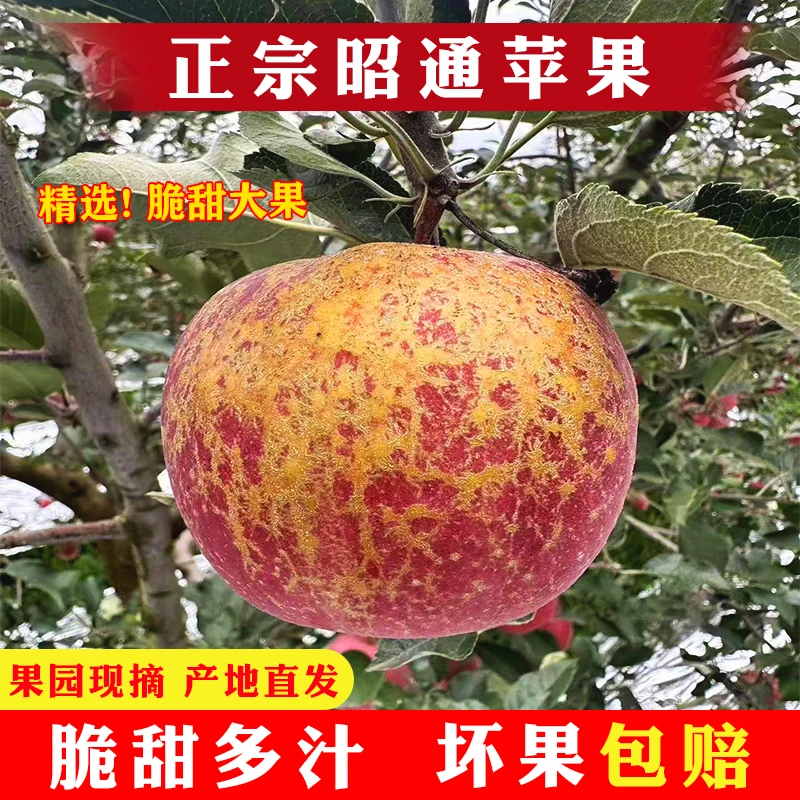 现摘现发正宗云南昭通苹果冰糖心丑苹果自然多汁新鲜水果重量好吃