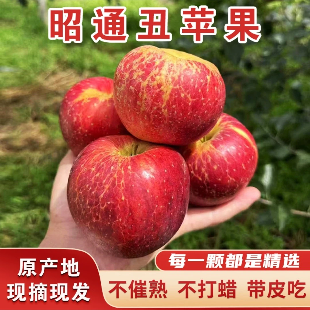 现摘现发云南昭通冰糖心丑苹果当季脆甜多汁精选新鲜水果营养好吃