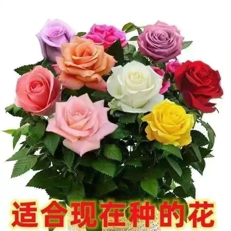玫瑰月季花苗阳台花卉耐寒盆栽蔷薇不分品种发货