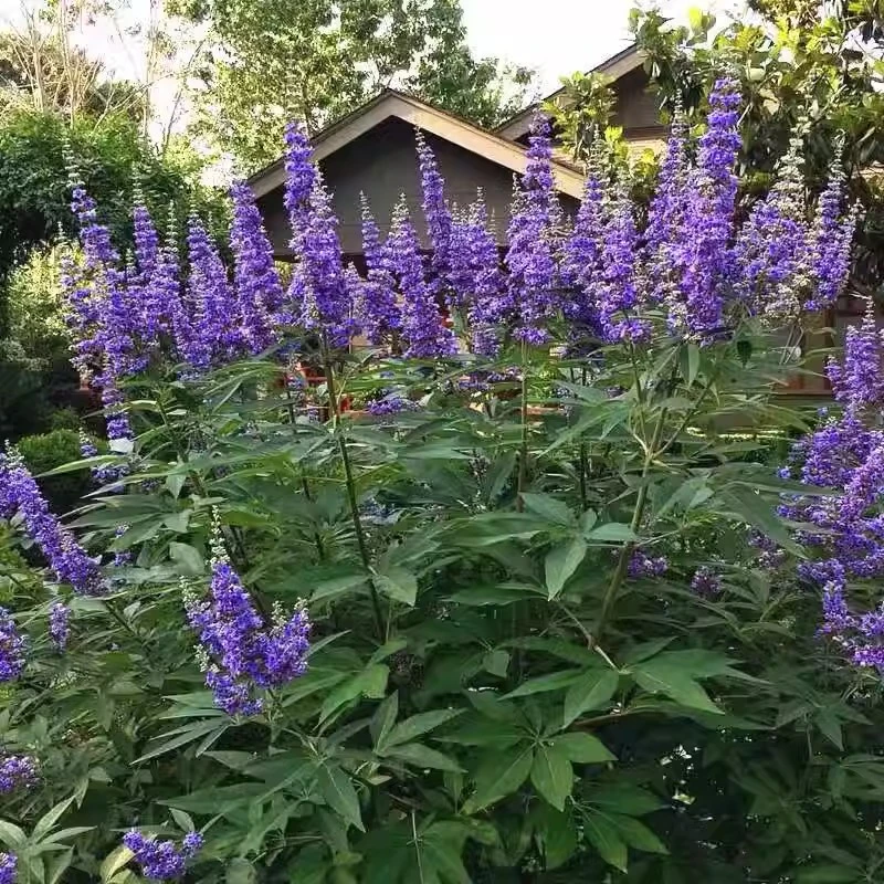 穗花牡荆盆栽大苗多年生木本植物庭院花坛耐寒耐热花卉