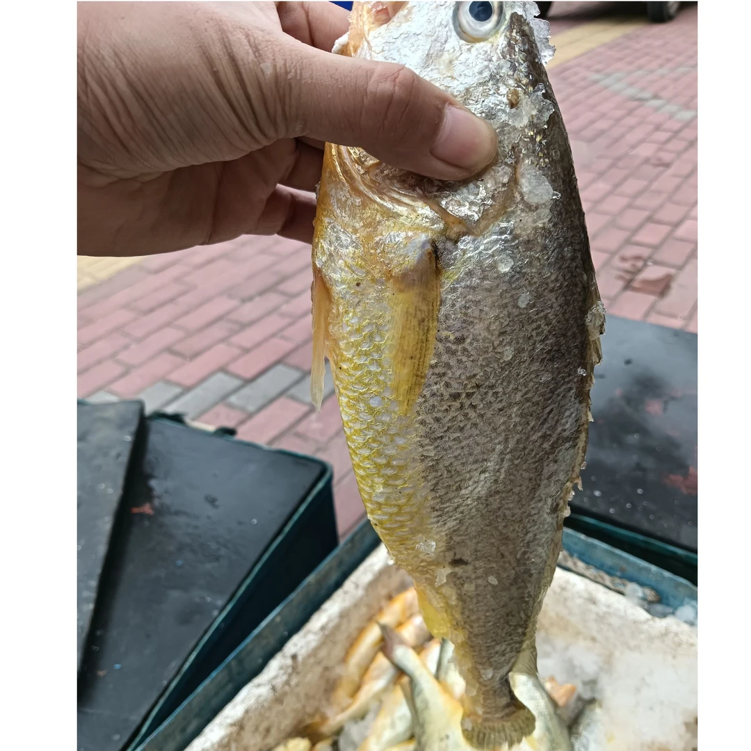 惠安小岞野生黄瓜鱼渔船刚进港