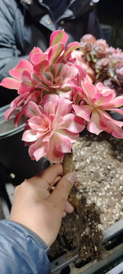 梓轩多肉（稀有法师-美杜莎）只卖对版大货老桩多肉，一单就包邮