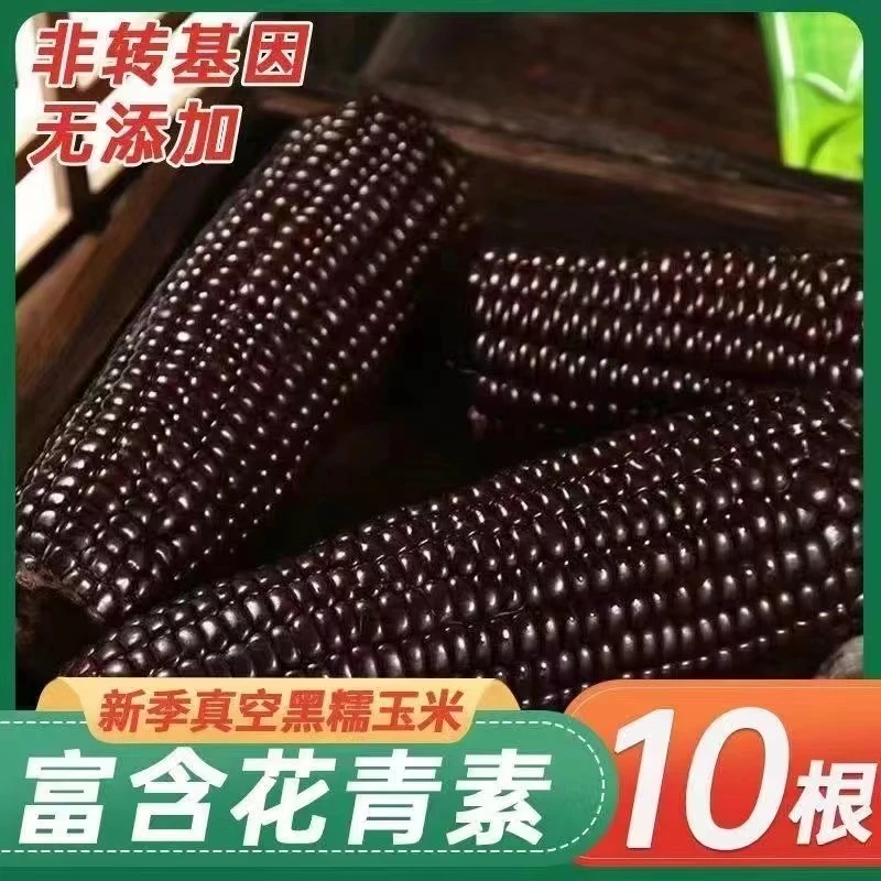 吉兴食品东北新鲜采摘黑糯拉丝甜玉米10支*220g原产真空包装蒸煮