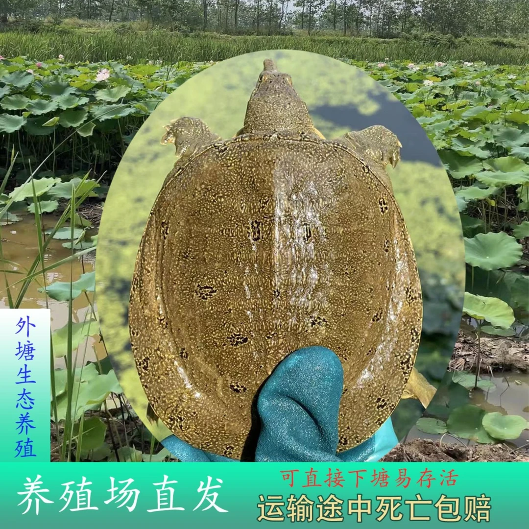 外塘专用生态冷水甲鱼团鱼王八（半斤到一斤）鲜活甲鱼饲养生鲜