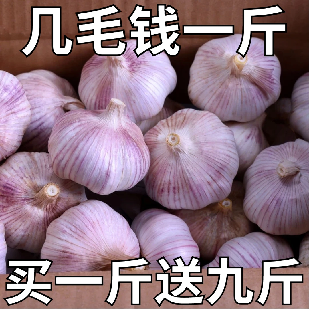 【新店半价】新干蒜大蒜头1/3/5斤特大果大蒜种子紫皮蒜整箱批发