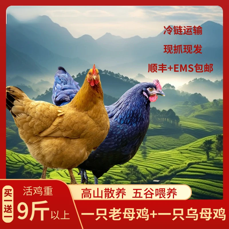 禽禾1只老母鸡+1只乌母鸡 土鸡林下鸡生态散养土鸡土鸡汤4.5斤/只