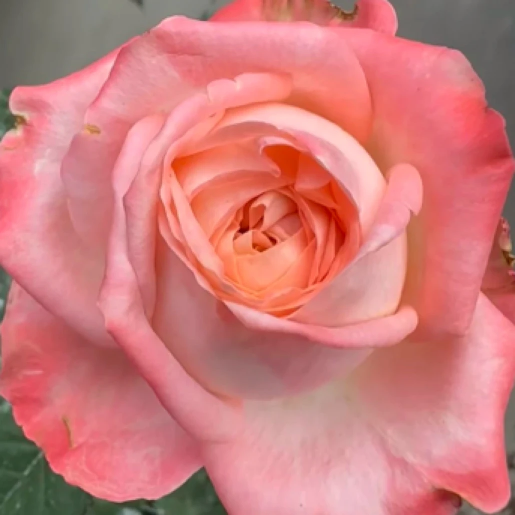 老头的花灌木月季超新切花玫瑰大花丰花植物灌木多季开花月季花卉