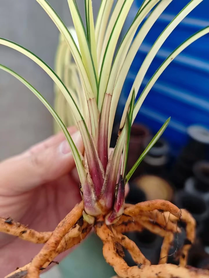 阳华兰苑  精品国兰< 秋芝>