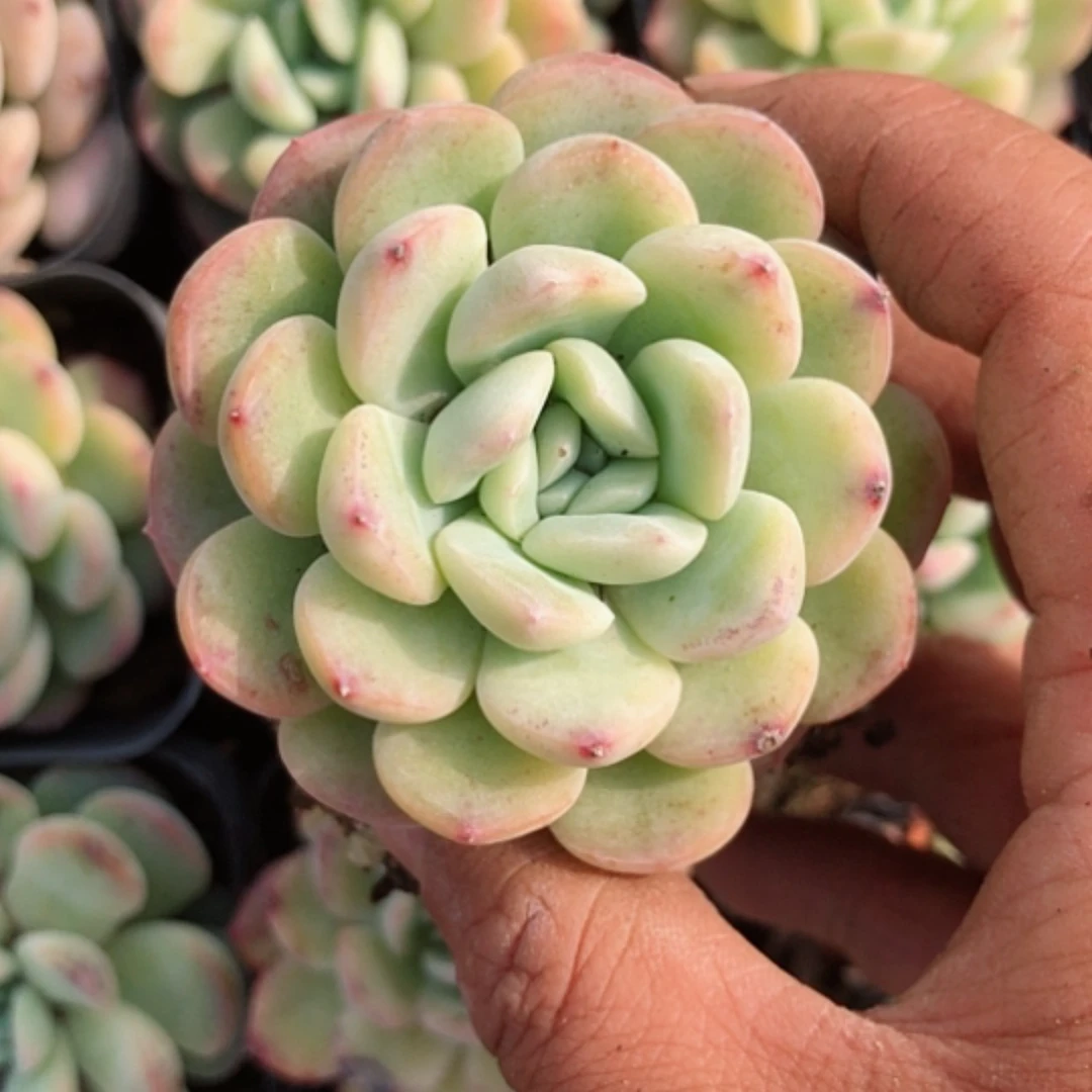 厚叶星影杂交雪莲