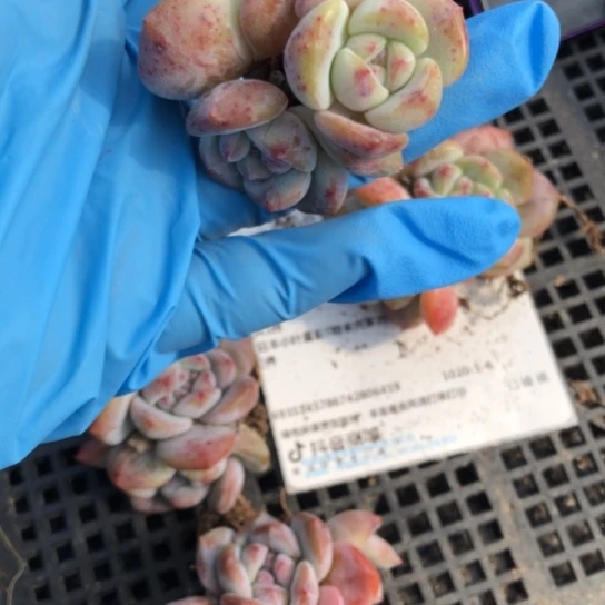 日本小叶星影群5个