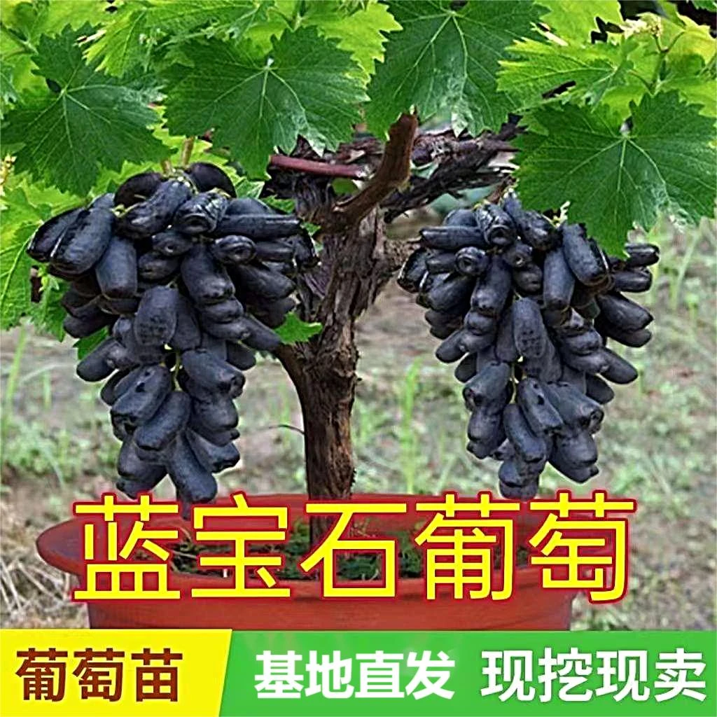 爆！阳光玫瑰蓝宝石夏黑优质葡萄苗 阳台庭院盆栽南北方均可种植