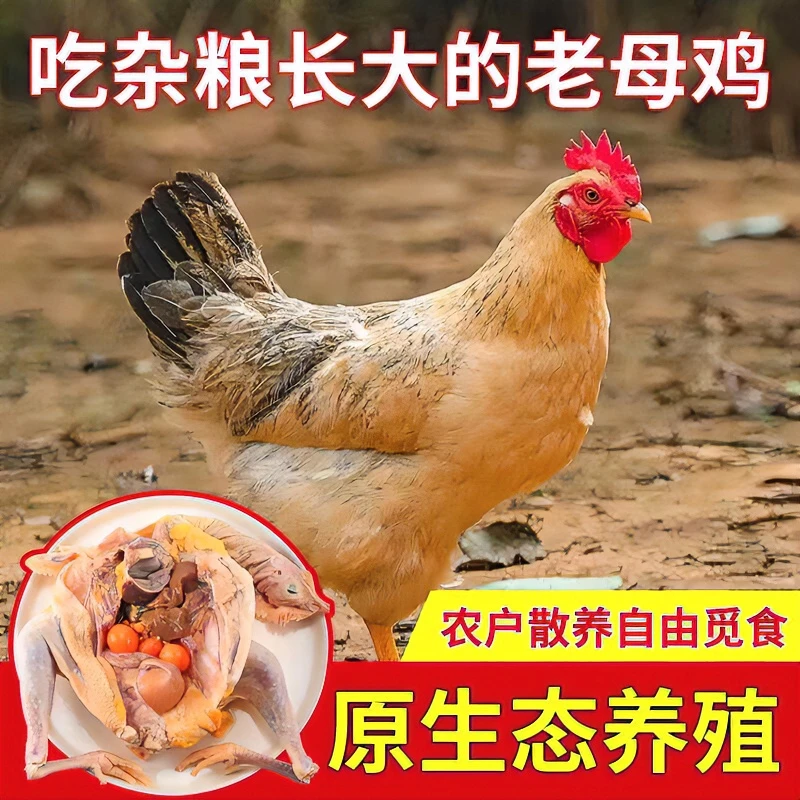 【顺丰全国包邮】新疆散养老母鸡