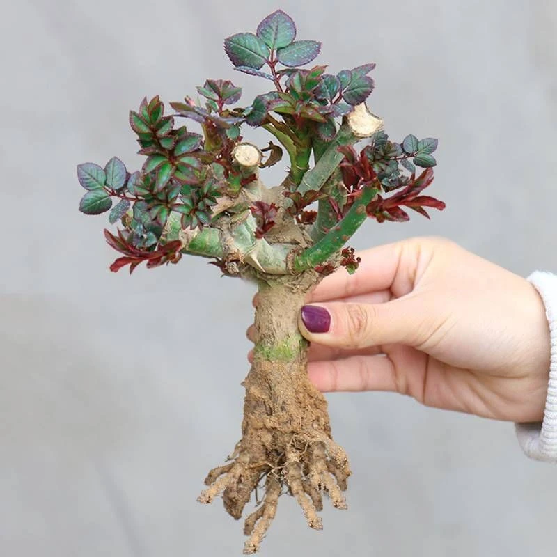 月季花苗玫瑰花老桩老根四季盆栽室内开花不断大花浓香室外特大花