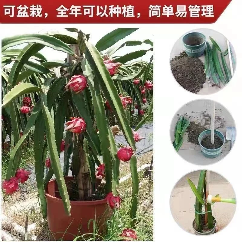 正宗红心火龙果苗金都一号火龙果苗盆栽地栽阳台庭院种植带根系