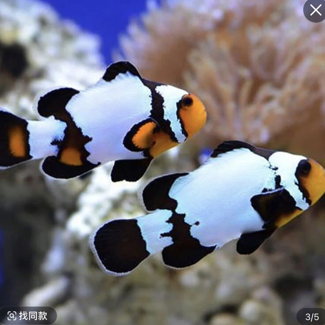 直播间指定小丑鱼