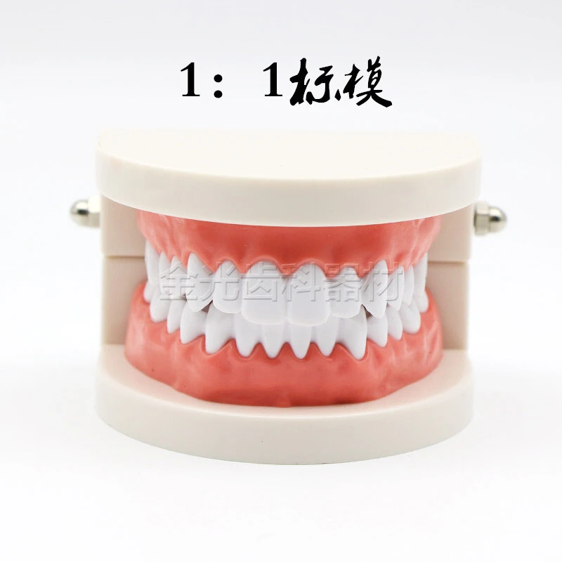 牙科模型幼教教学仿真假牙刷牙模型标准放大牙齿模型