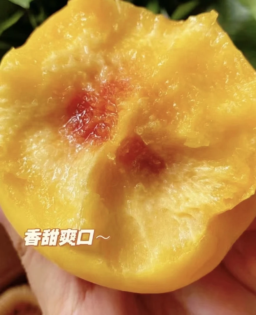 （顺丰包邮）贵州本地黄桃