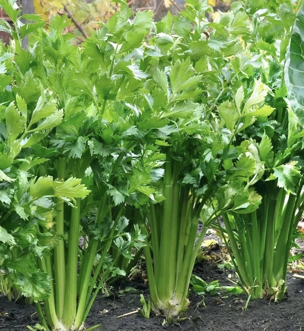 贵州本地绿芹菜绿芹