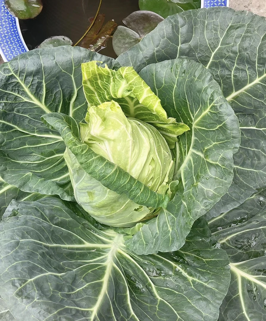 贵州本地牛角包菜