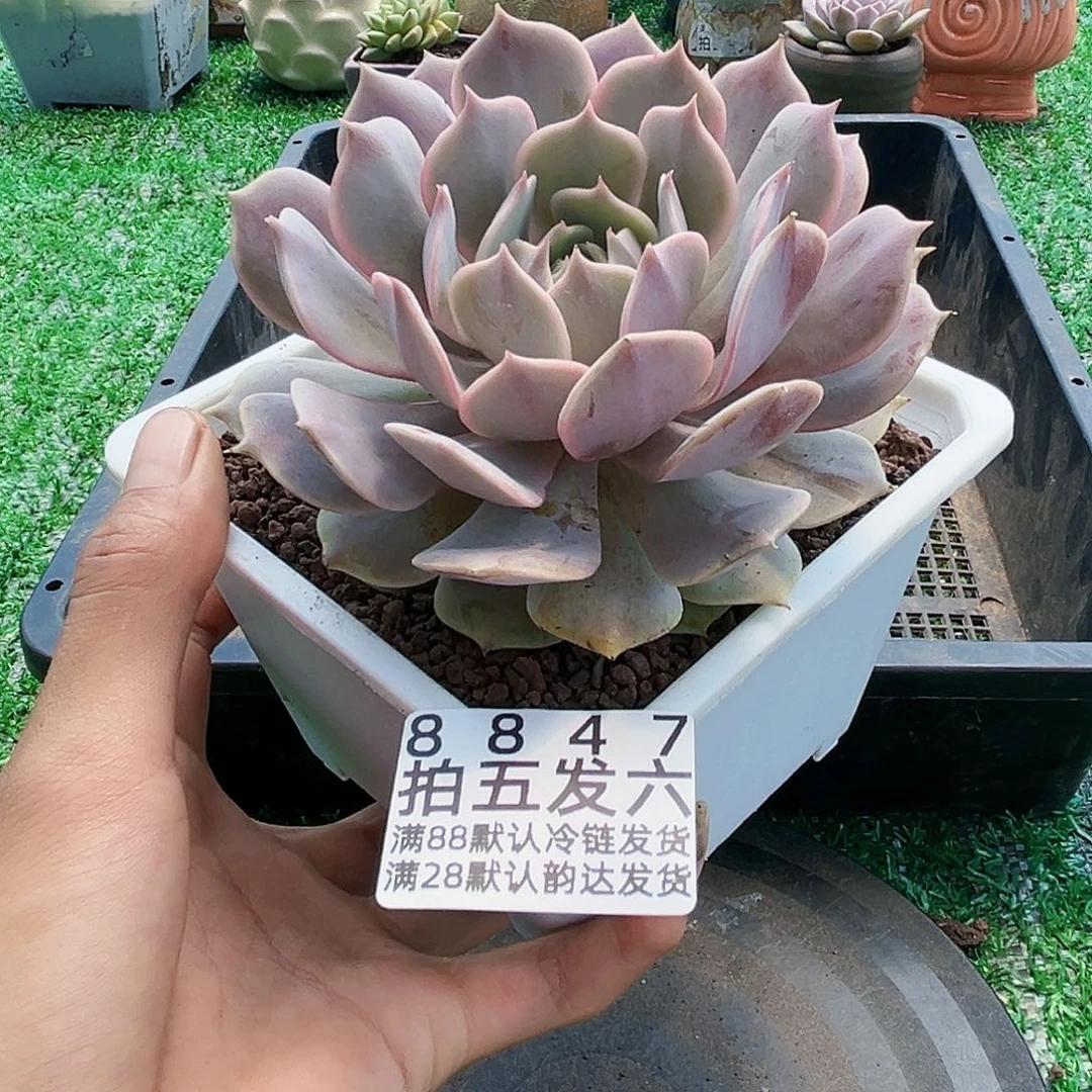 精品多肉编号8847