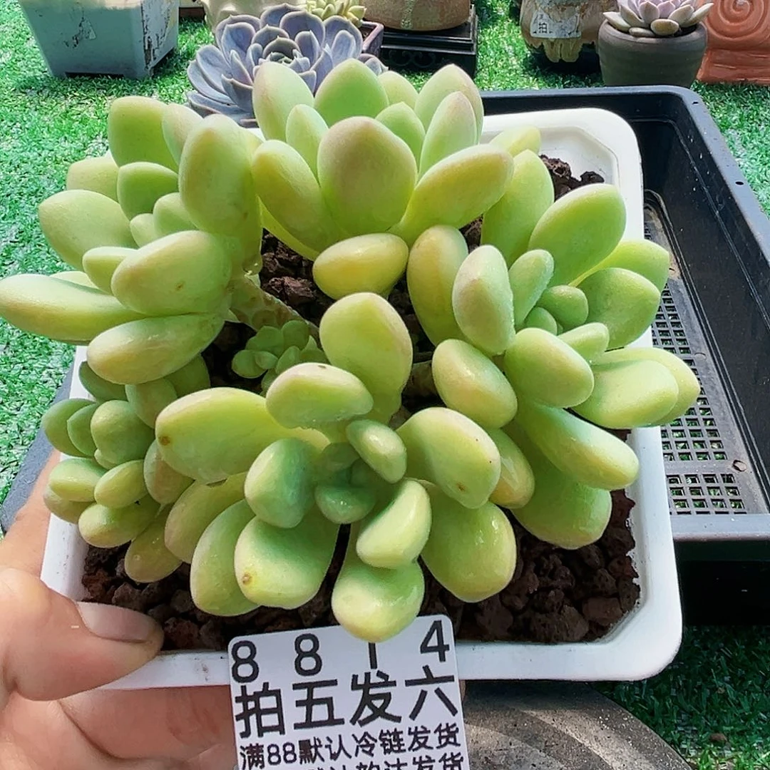精品多肉编号8814