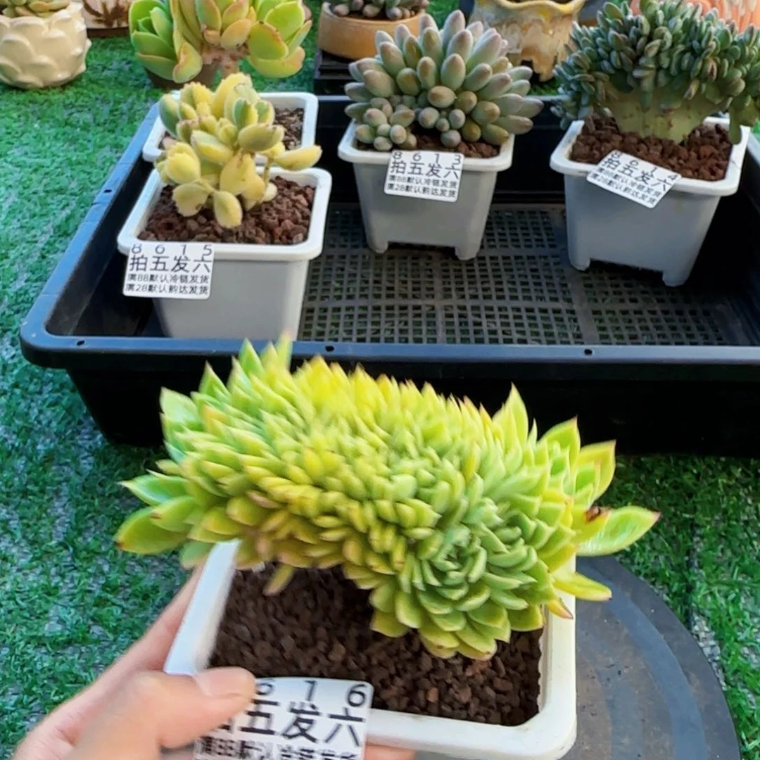精品多肉编号8616
