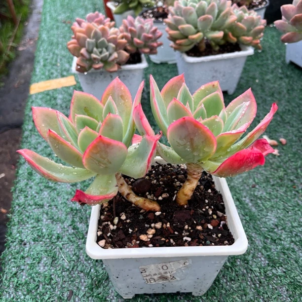 木质老桩多头绮罗