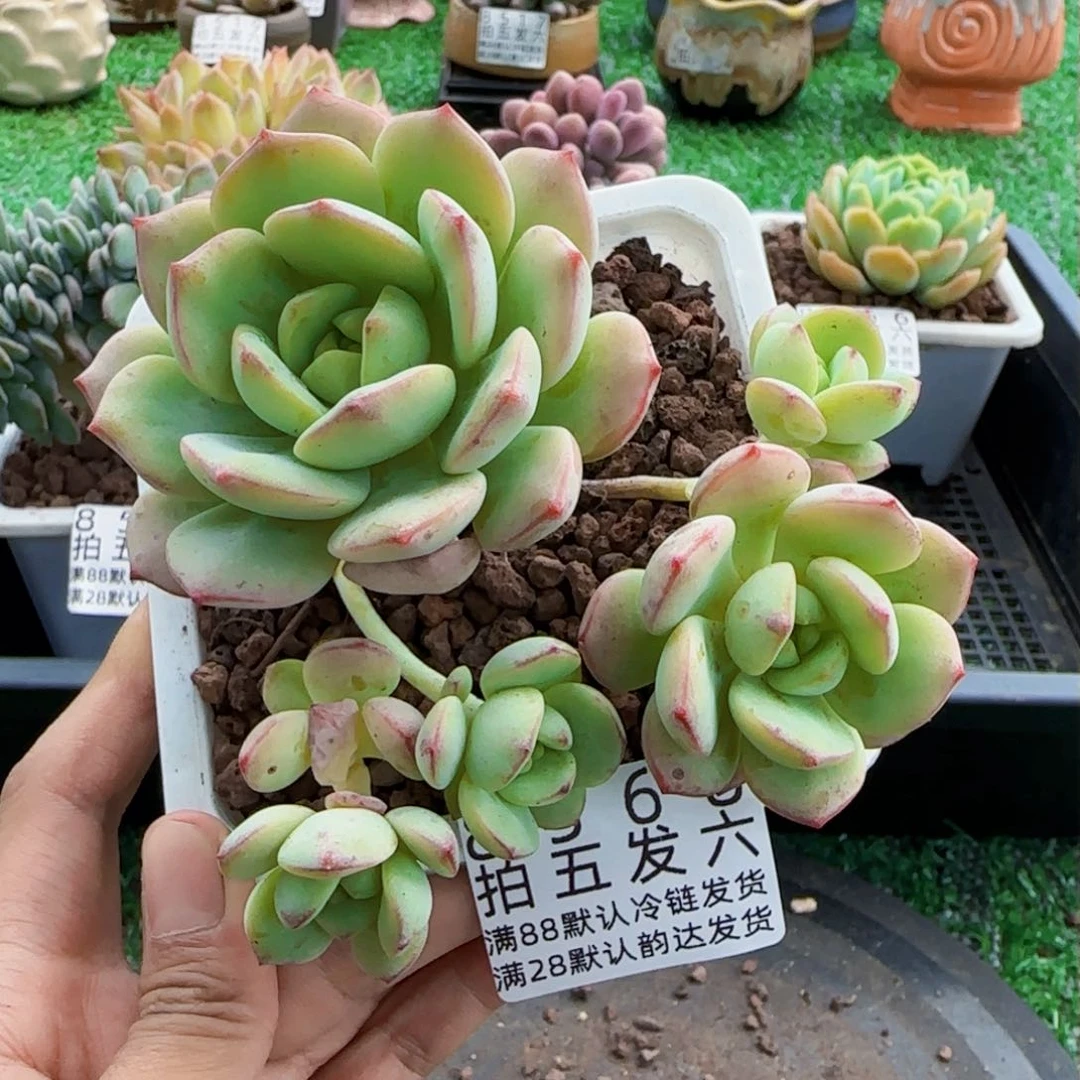 精品多肉编号8568