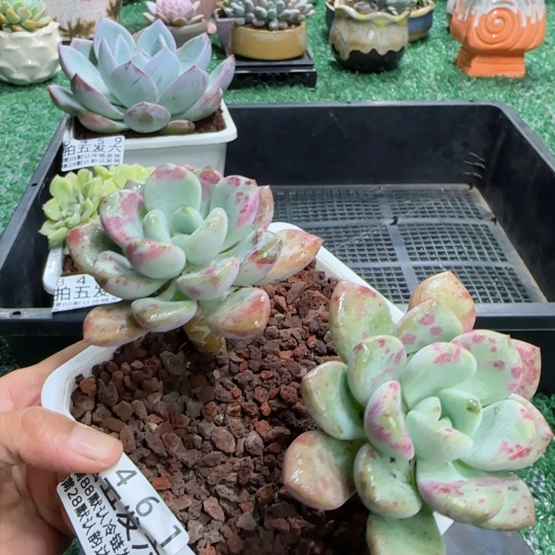 精品多肉编号8461