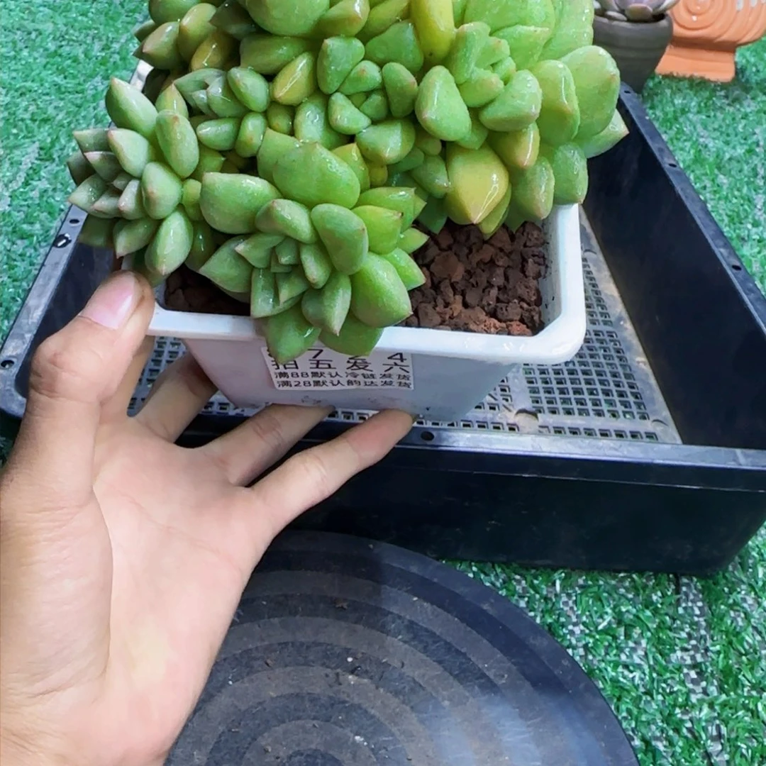 精品多肉编号8724