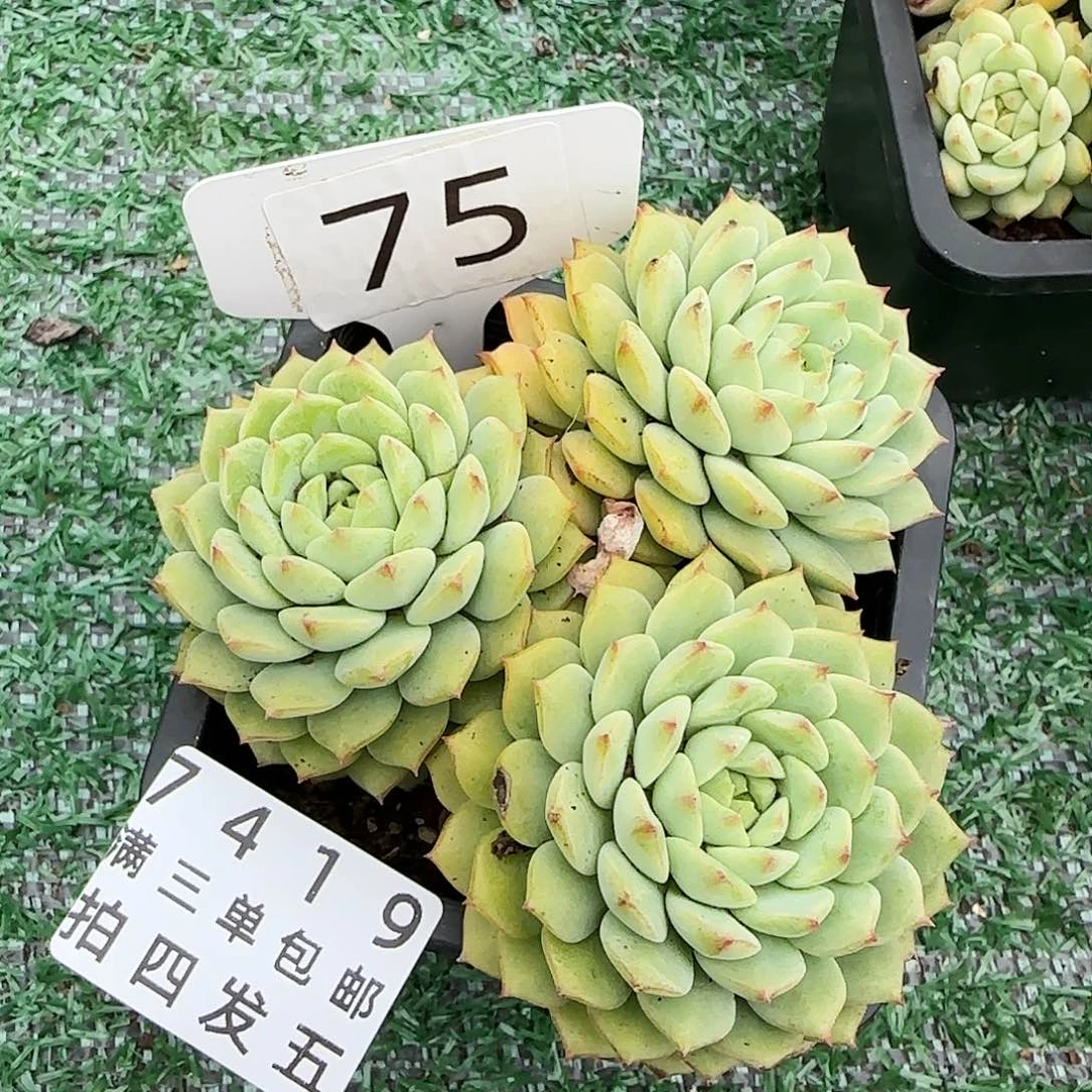 精品多肉编号7419