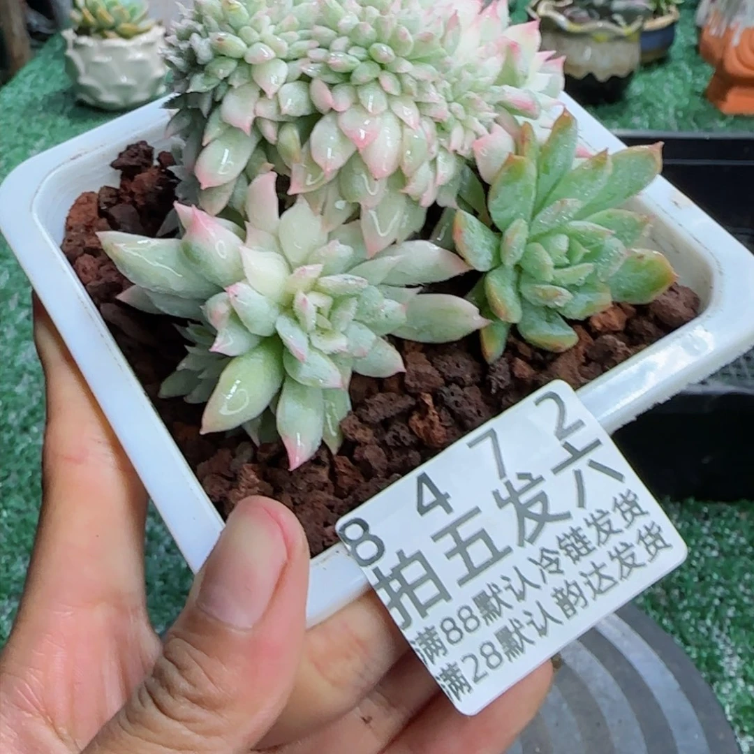 精品多肉编号8472