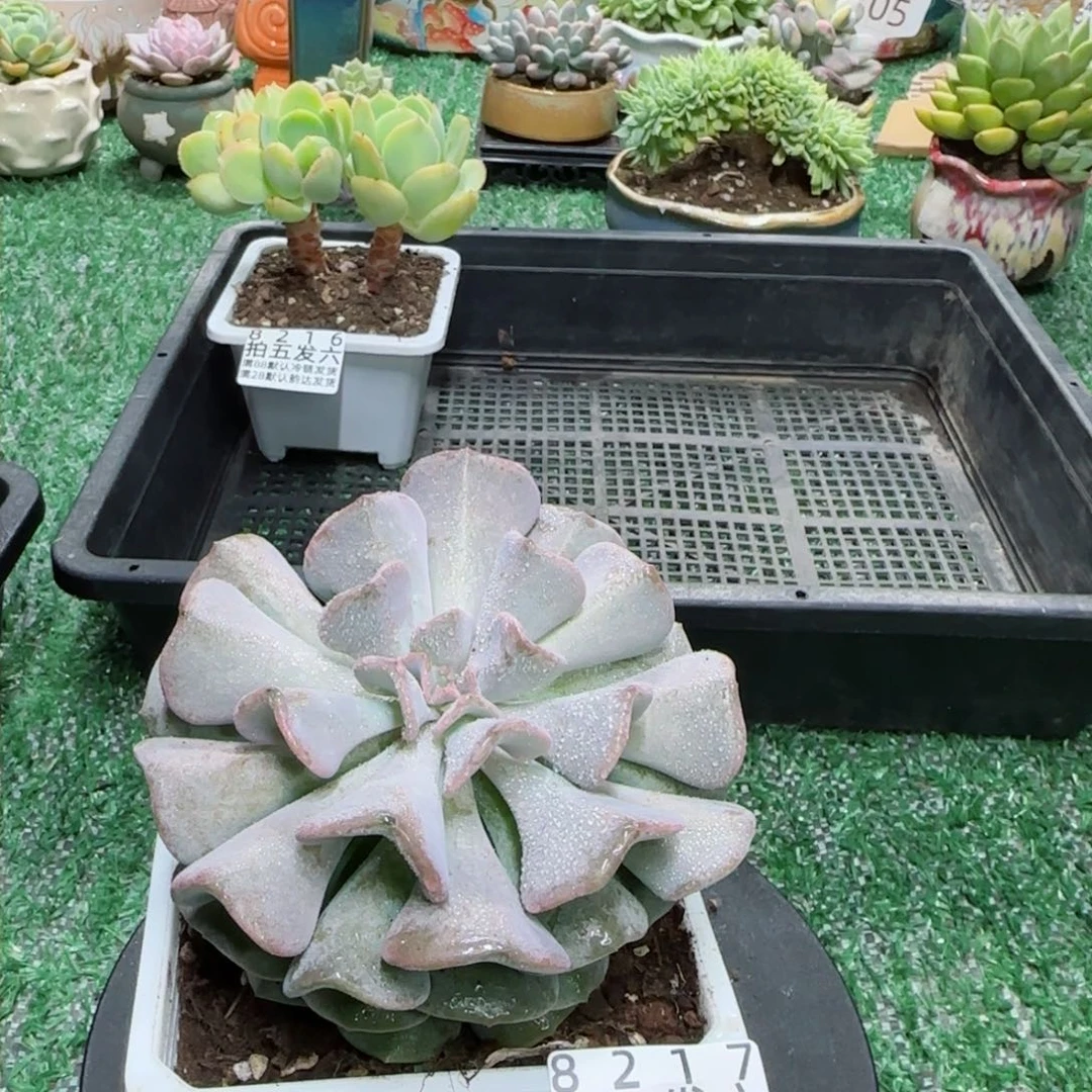 精品多肉编号8217