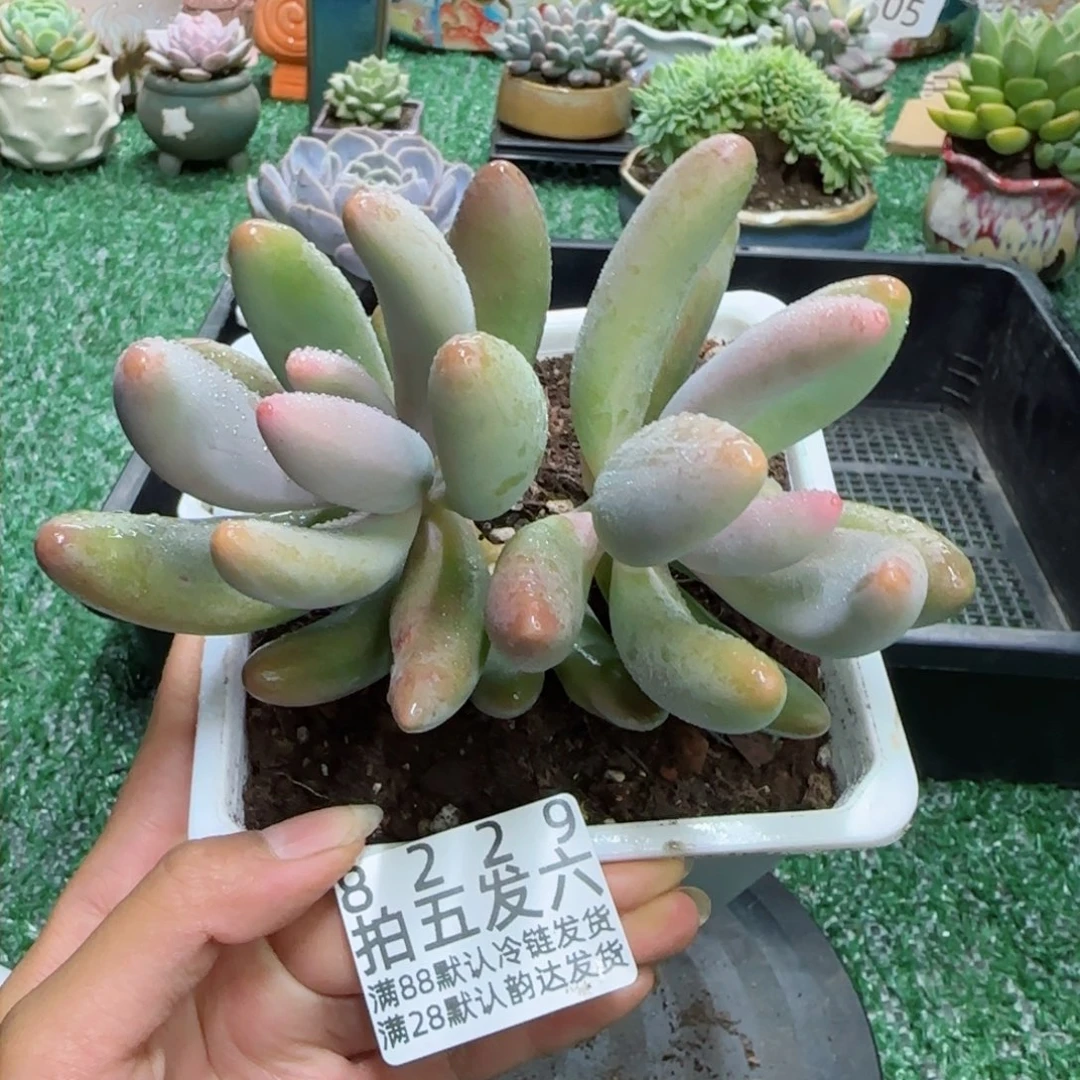 精品多肉编号8229