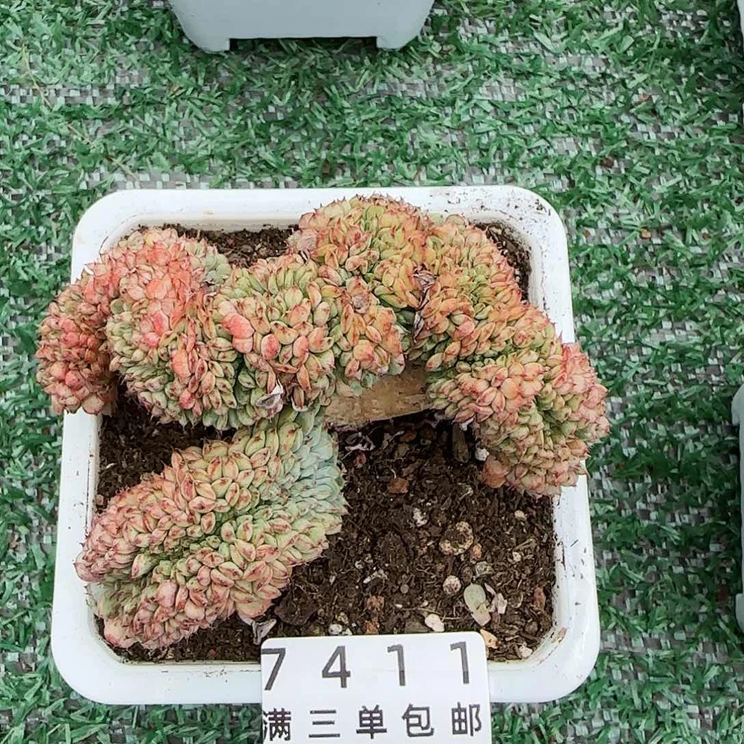 精品多肉编号7411