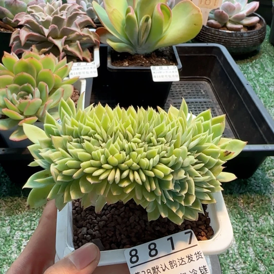 精品多肉编号8817