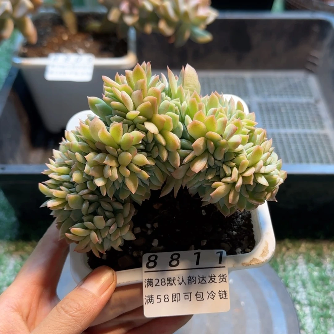 精品多肉编号8811
