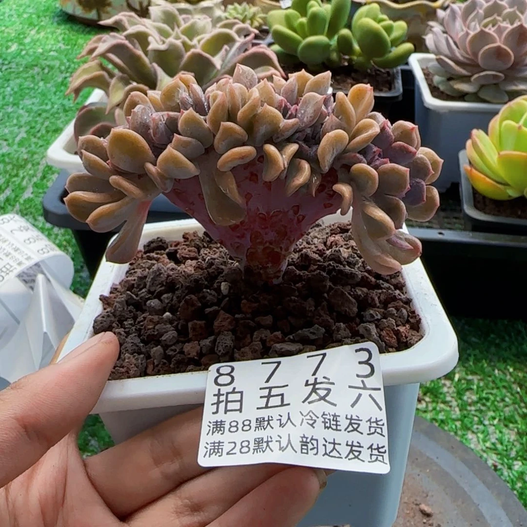 精品多肉编号8773