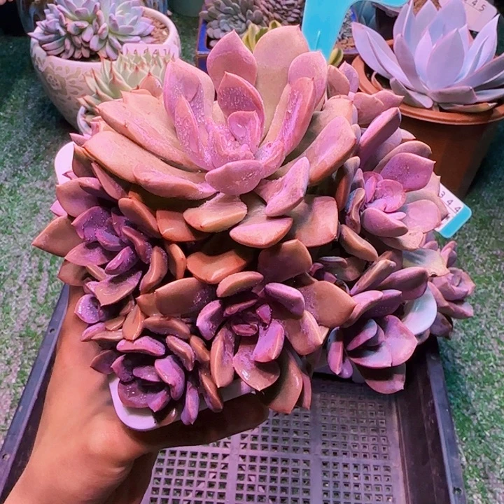 解忧精品多肉编号A1347