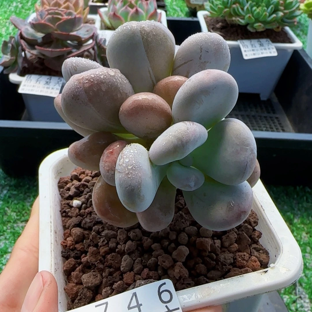 精品多肉编号8746