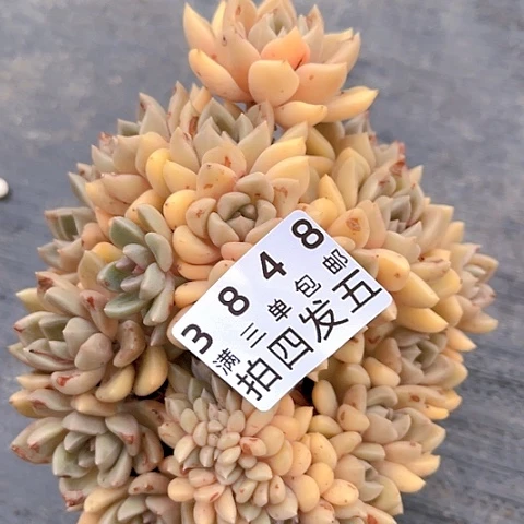 精品多肉编号3848