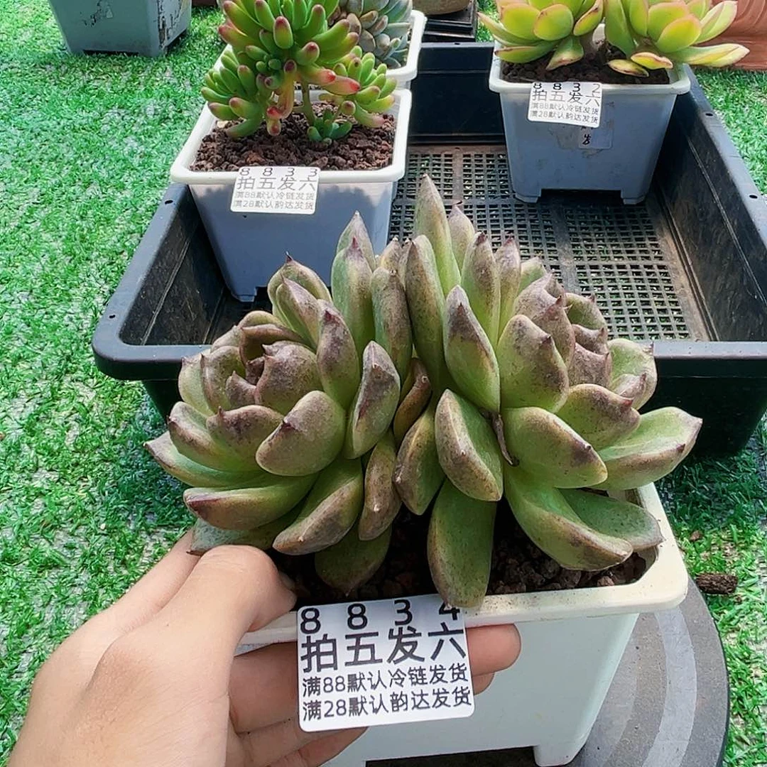 精品多肉编号8834