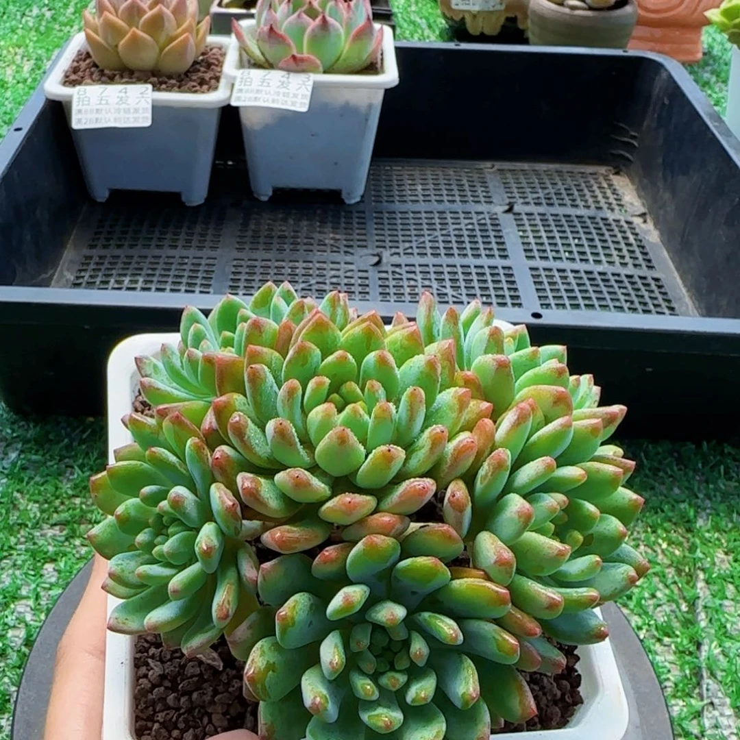 精品多肉编号8744