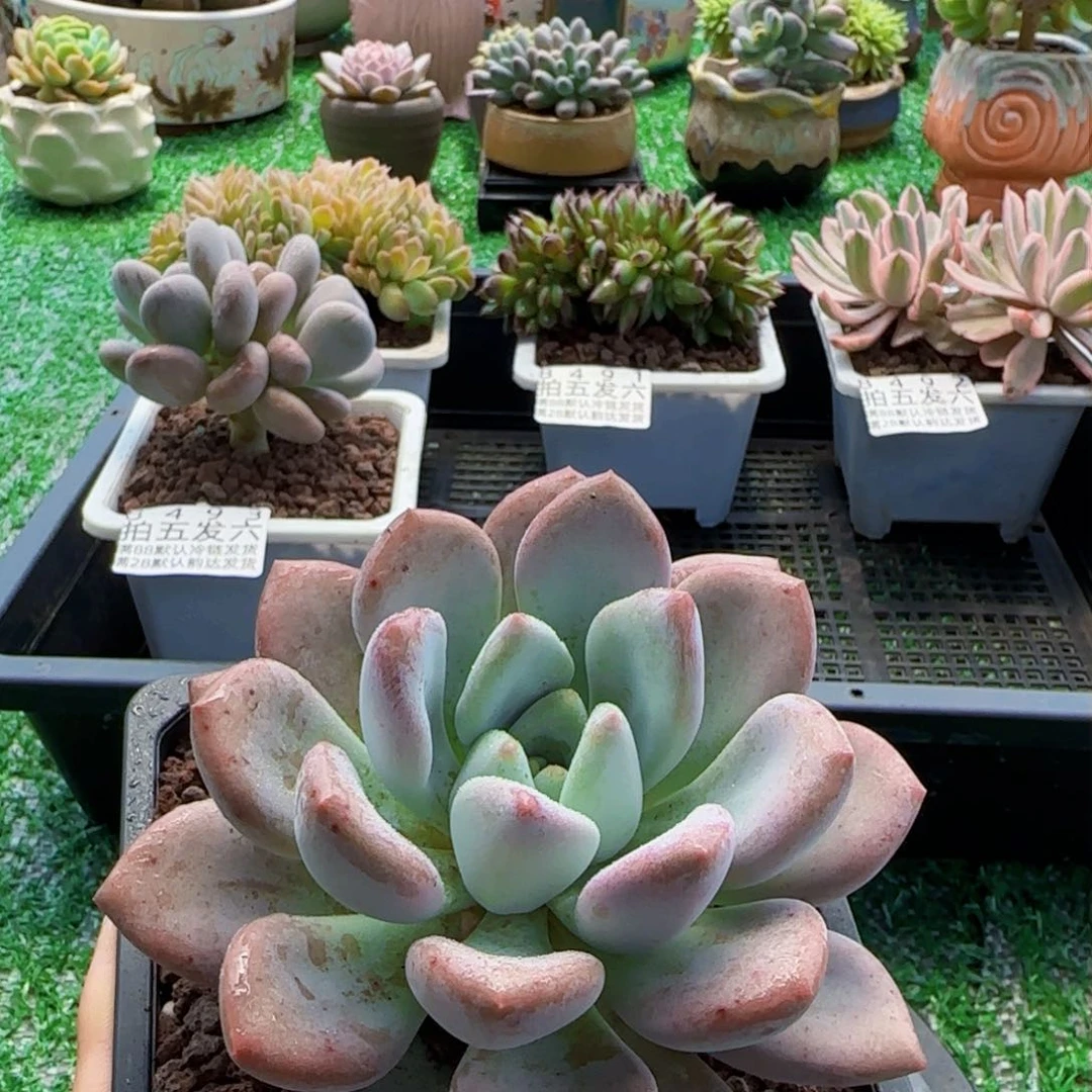 精品多肉编号8494