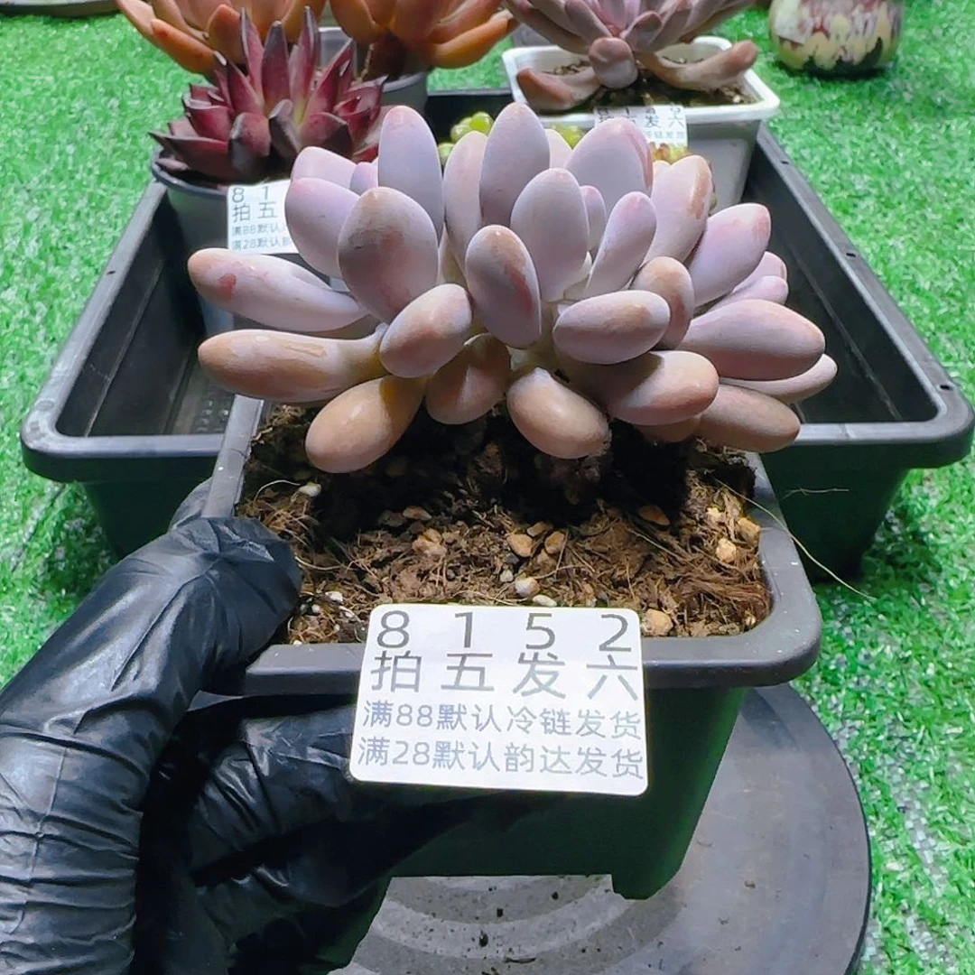 精品多肉编号8152